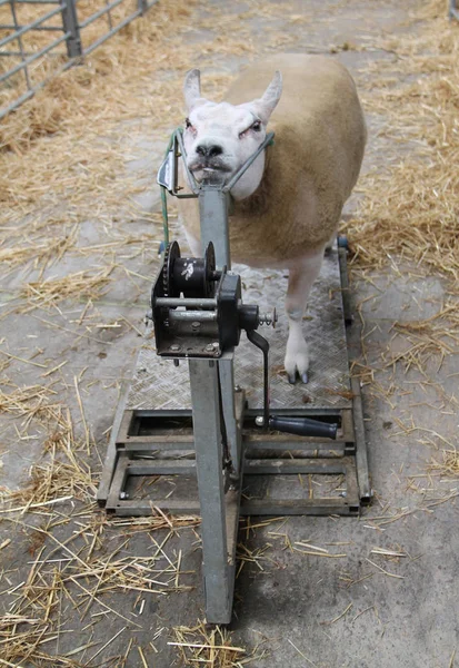 Ovce zádržná zařízení. — Stock fotografie