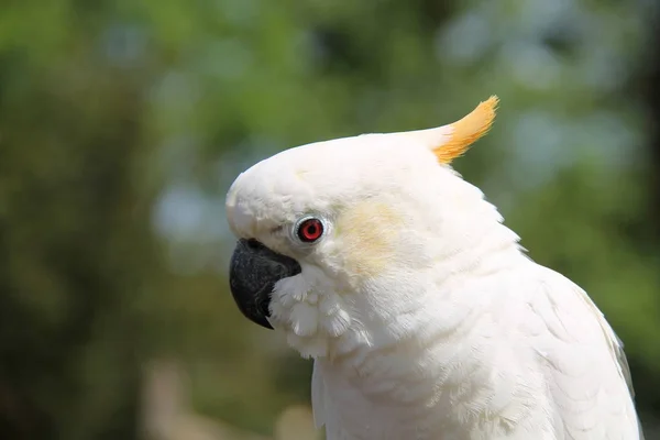 Papoušek kakadu pták. — Stock fotografie