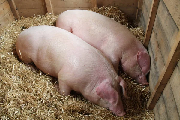 Two Farm Pigs. — Stock Photo, Image