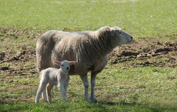 Mãe ovelha ovelha . — Fotografia de Stock