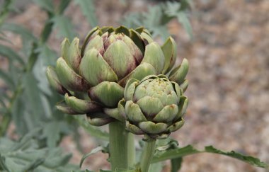 Enginar sebze bitki.