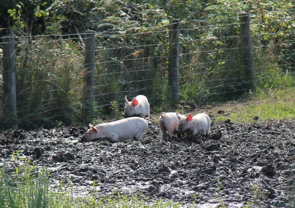 Welsh Pig Piglets. — Stock Photo, Image