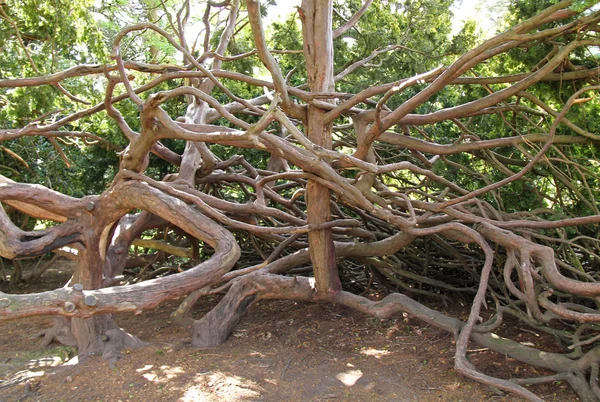 Großer Rhododendronbusch. — Stockfoto