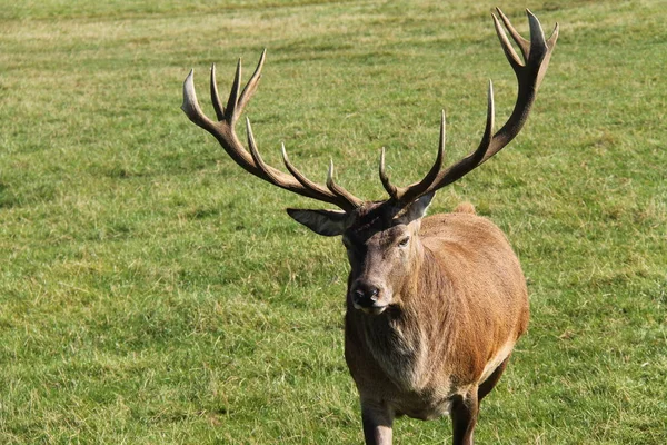 Red Deer Stag. — Stock Photo, Image