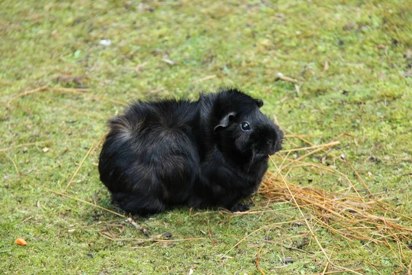 Porco preto da índia. — Fotografia de Stock