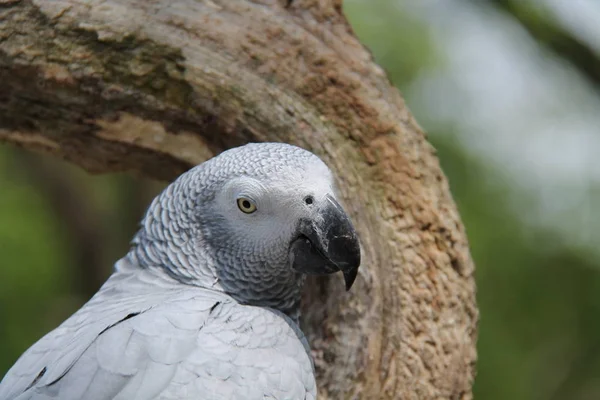Perroquet gris d'Afrique . — Photo