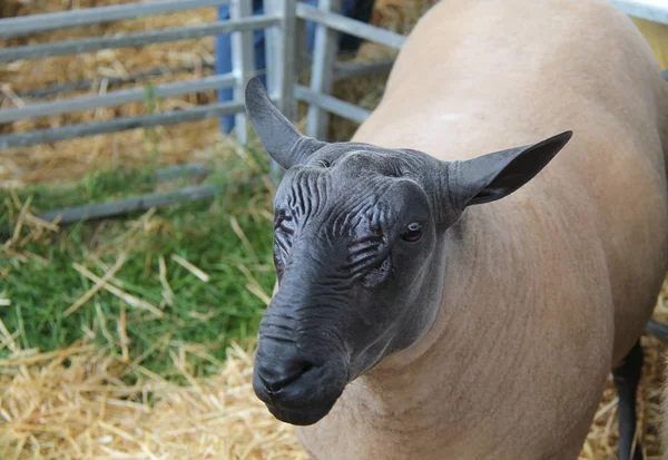 Distintiva Cabeza Negra Una Oveja Bleu Maine — Foto de Stock