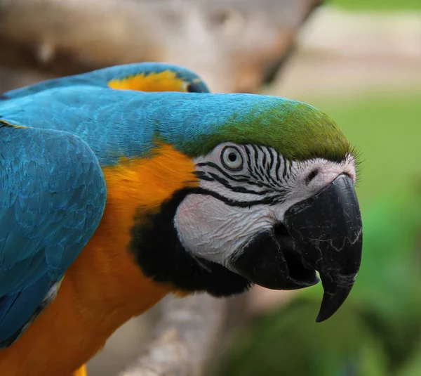 Hlava Krásné Modré Zlaté Papoušek Papoušek Pták — Stock fotografie