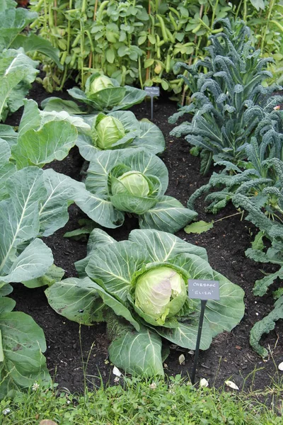 种植大型卷心菜和其他菜园蔬菜 — 图库照片