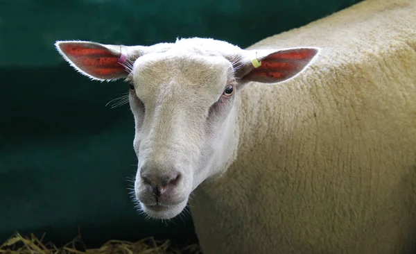 Charollais 羊の頭 — ストック写真