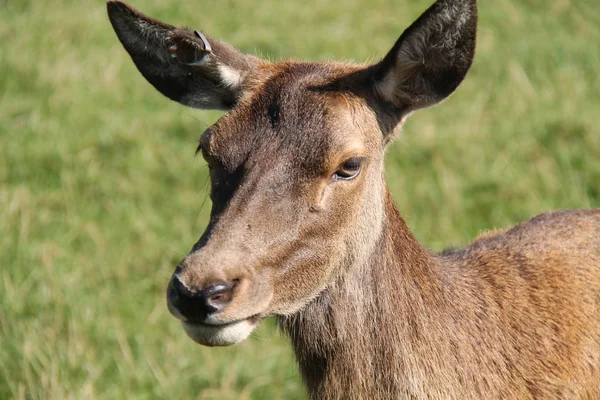 Tête Une Grande Biche Femelle Cerf Rouge — Photo