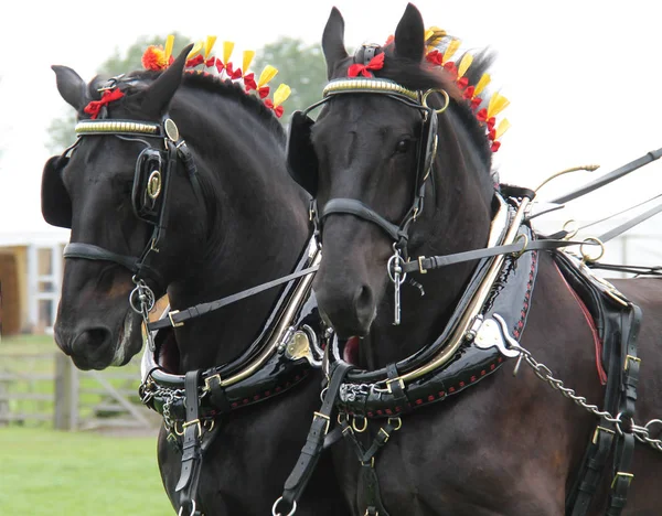 Par Magníficos Caballos Espectáculo Pesado — Foto de Stock