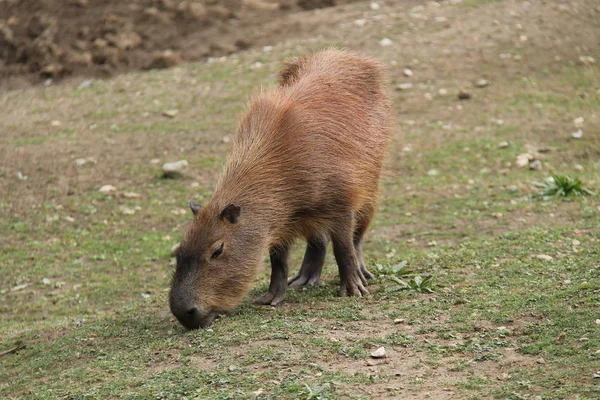 Sydamerikanska Kapybaran Djur Äter Kort Gräs — Stockfoto