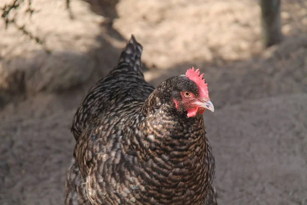 Ave Gallina Pollo Roca Plymouth Corral Adulto — Foto de Stock