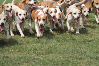 Avcılık Hounds istekli takip başlatmak için bir paket.