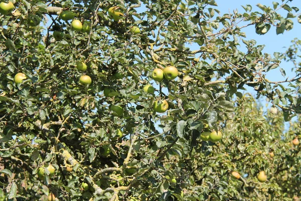 Maçãs Verdes Crescendo Uma Árvore Frutas Pomar — Fotografia de Stock