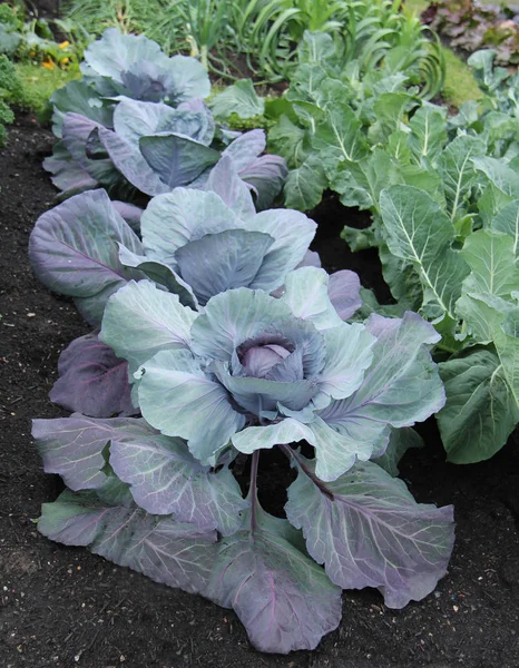 Row Red Jewell Cabbage Vegetable Plants — Stock Photo, Image