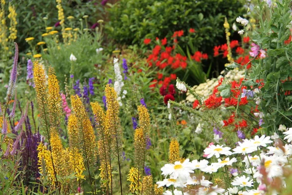 英国乡村花园五彩缤纷的花卉展示 — 图库照片