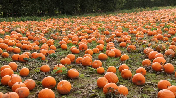 Ett Fält Nyodlade Apelsinpumpaväxter — Stockfoto