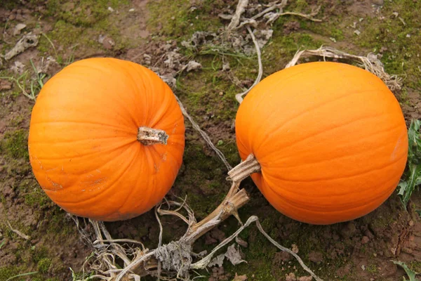 Due Frutti Zucca Arancione Brillante Appena Cresciuti — Foto Stock