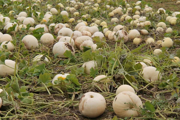 Champ Citrouilles Blanches Fraîchement Cultivées — Photo