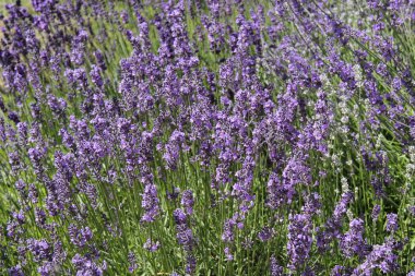Mor Lavanta Çiçeklerinin Çiçek Arkaplanı.