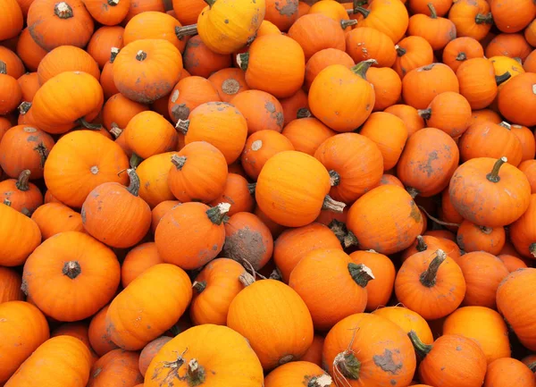 Una Collezione Zucche Arancioni Appena Raccolte — Foto Stock