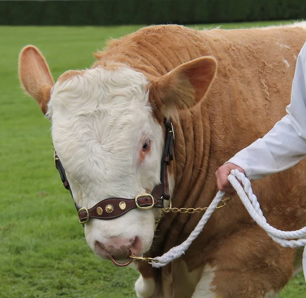 Grande Simental Campeão Farm Bull Animal — Fotografia de Stock