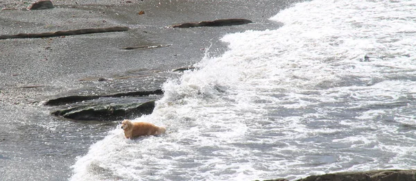 Perro Golden Retriever Disfrutando Del Mar Una Playa — Foto de Stock
