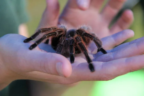 大蛛蜘蛛被抓在一只手的手掌上 — 图库照片