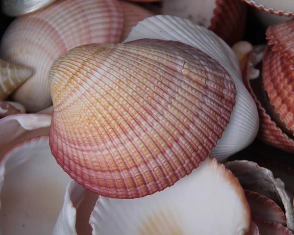 Ein Hintergrundbild Traditioneller Küstenmuscheln — Stockfoto