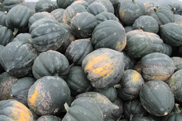 Eine Sammlung Frisch Geernteter Dunkelgrüner Kürbisse — Stockfoto