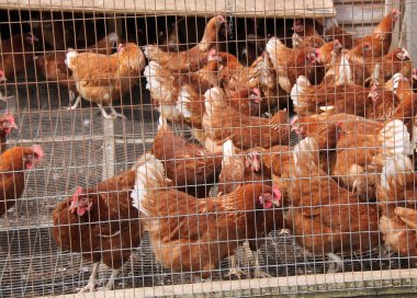 Tavuklar Yumurta Bırakma Evi 'ne girip çıkıyorlar..