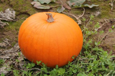 Tek Büyük Parlak Portakal Portakalı Meyvesi.