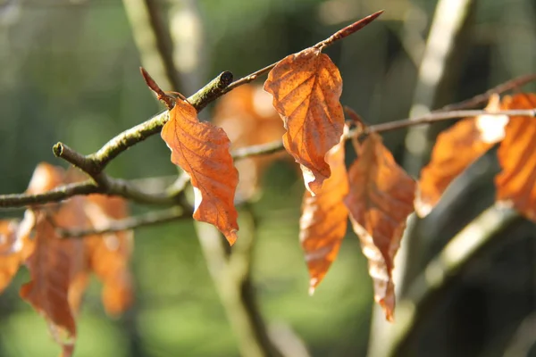 Background Image Dry Brown Hedge Leaves — Stock Photo, Image