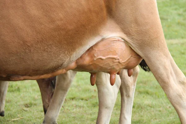 Udder Una Granja Lechera Vaca —  Fotos de Stock