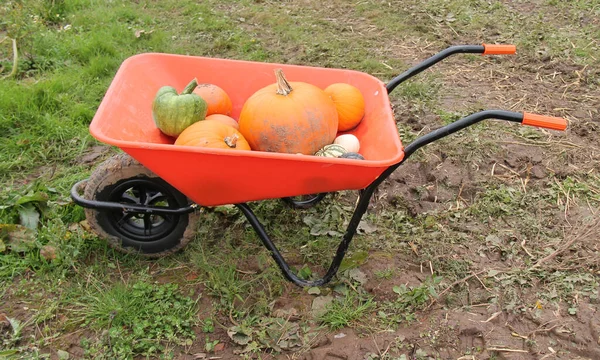 Skottkärra Med Blandning Nyplockade Pumpor — Stockfoto