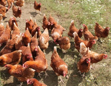 Bir Tarlada Serbest Tavuklar Grubu.