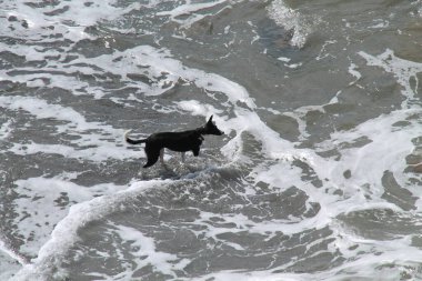 Sahilde Suda Oynayan Siyah ve Beyaz Köpek.