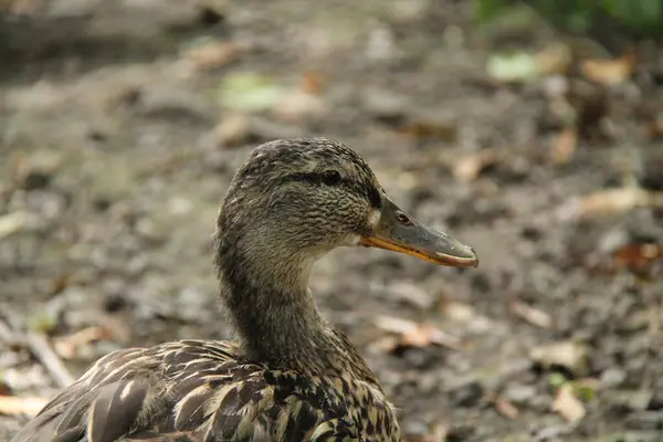 Tête Une Femelle Canard Colvert Oiseau — Photo