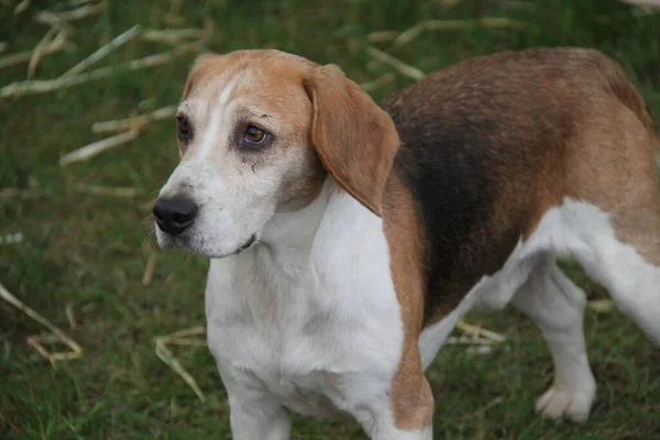 Alert Brown White Basset Pies Myśliwski — Zdjęcie stockowe