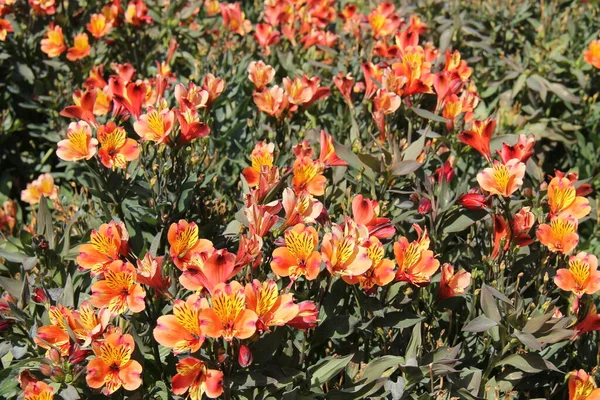 Display Alstroemeria Indian Summer Flower Plants — Stock Photo, Image