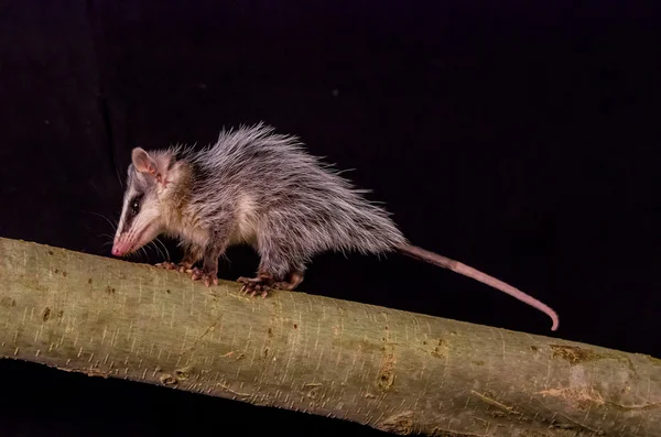 Andean white eared opossum on a branch zarigueya — Stock Photo, Image