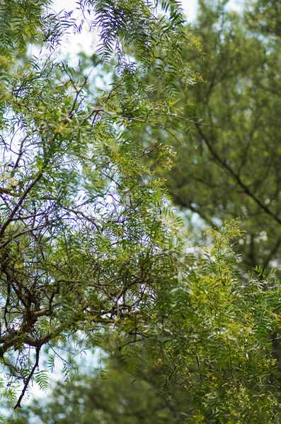 Schöne Amazonin mit einheimischer Gesichtsbemalung und weißer Tracht posiert glücklich für die Kamera in Park-Umgebung, Waldhintergrund — Stockfoto