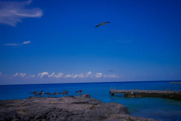 Beautiful blue ocean with some seagulls that are near of coast waiting to catch some fishes — Stock Photo, Image