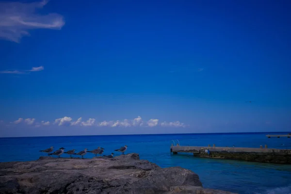 Bel océan bleu avec quelques mouettes qui sont près de la côte attendant d'attraper quelques poissons — Photo