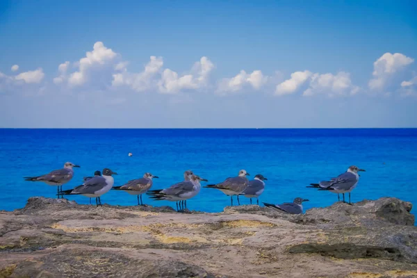 Belo oceano azul com algumas gaivotas que estão perto da costa esperando para pegar alguns peixes — Fotografia de Stock