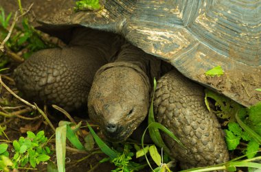 Orman içinde poz güzel büyük kaplumbağa closeup