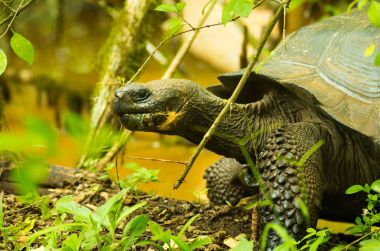Kaplumbağa otçul hayvan kaktüs, ot, yaprak ve meyve, ormanda yürüyüş oluşan bir diyet ile are