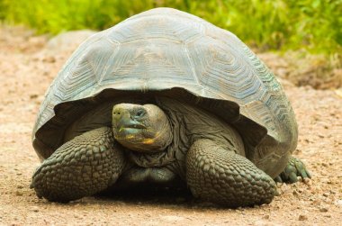 Kaplumbağa otçul hayvan kaktüs, otlar, yapraklar, üzüm ve meyve, önden görünüm oluşan bir diyet ile are
